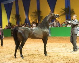 ABCCÁrabe anuncia o cancelamento da Exposição Interestadual 2020