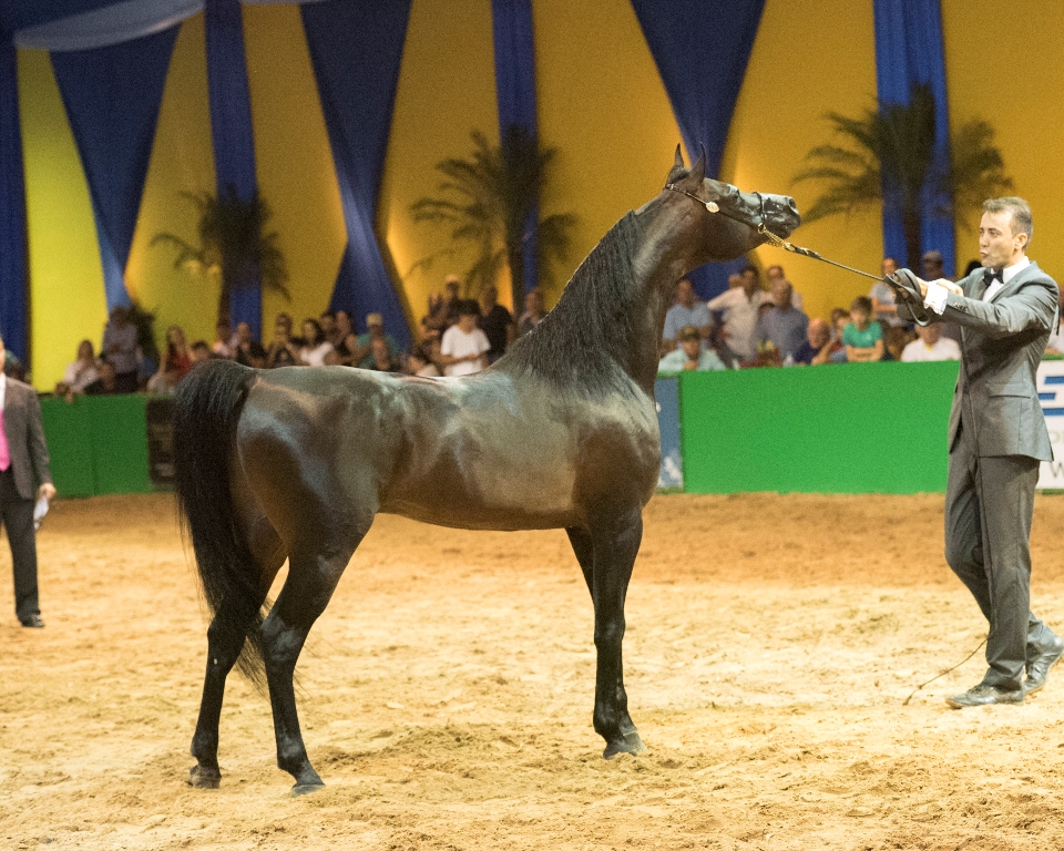 ABCCA promove retrospectiva do 38º Brazilian National Arabian Show