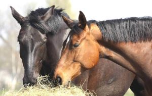 Nutrição adequada favorece desempenho do cavalo atleta