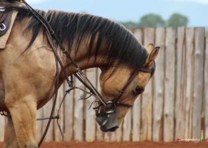 Treinar um cavalo custa caro?