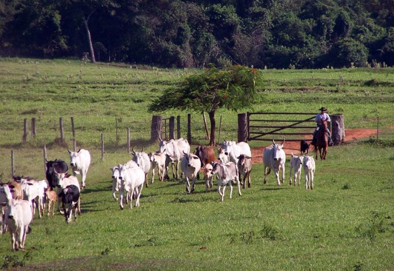 Na lida do dia a dia, comandos direcionam os cães para o trabalho