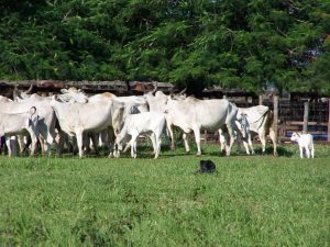 Treinamento dos Border Collies de trabalho: Driving