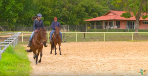 Exercício de relaxamento para cavalos de tambor