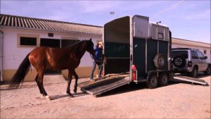 Bem-estar dos cavalos durante o transporte