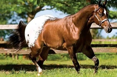 Retrospectiva 2021 – Cavalo Appaloosa