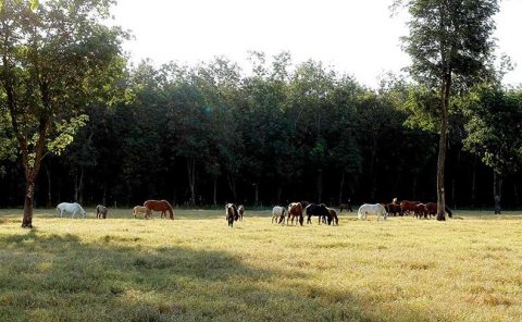 O imenso Brasil do cavalo!