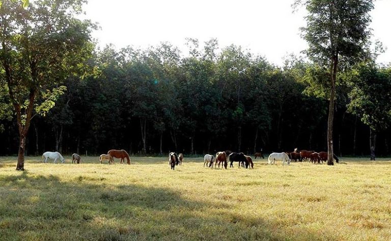 O imenso Brasil do cavalo!
