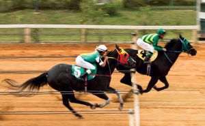 Elemento Repetitivo Equino (ERE1) em cavalos da Raça Quarto de Milha