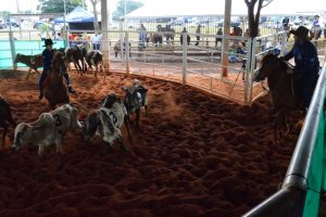 Ranch Sorting tem conquistado espaço nos esportes equestres de MS