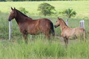 Massai: o capim que pode matar cavalos