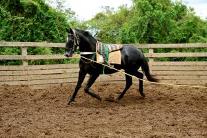 Projeto de Lei propõe regulamentação da profissão de domador de cavalos