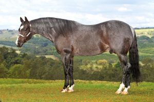 Boonsmal Cee Lena tem pelagem diferenciada, produção e performance