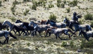 População de Brumbies está ameaçada na Austrália