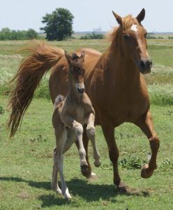 Nutrição de cavalos jovens e em crescimento