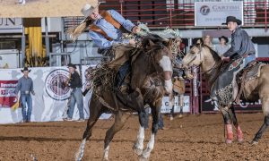 Sela Americana para mulheres? Sim, pela Texas Bronc Riders Association