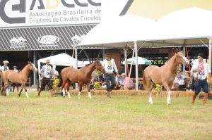 Exposição do Mancha Crioula estimula mercado de cavalos manchados