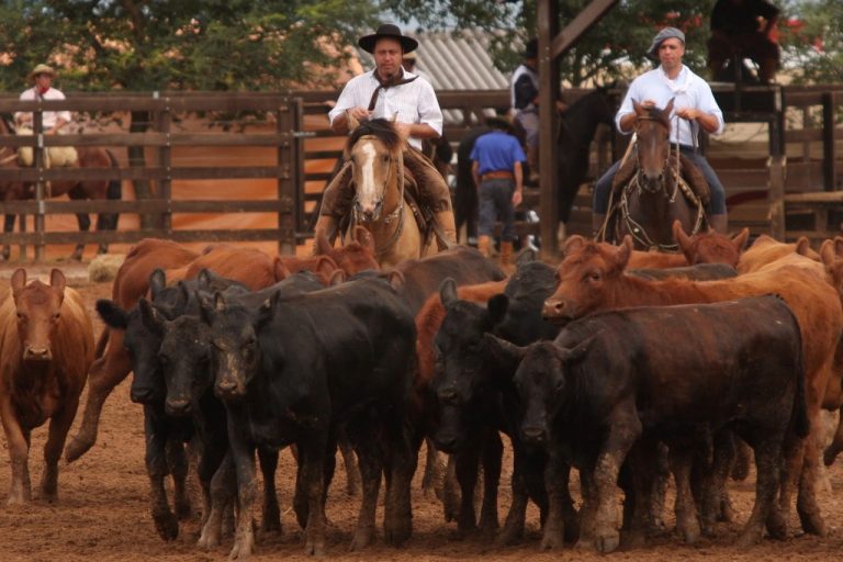 Manejo e alimentação de cavalos de lida de gado