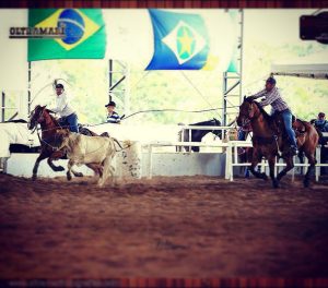 Dicas para melhorar o trabalho de brete do seu cavalo