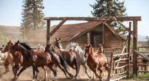 Os Negócios dos Cavalos