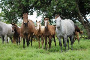 Transferência de Embriões