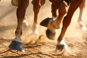 Como os cavalos perderam os dedos