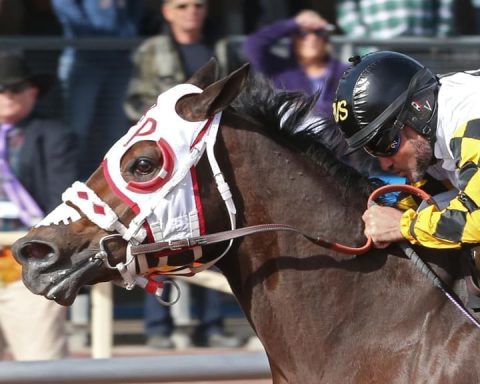 Depois de 15 anos um cavalo repete premiação de campeão mundial pela AQHA