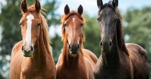 Mercado de cavalos é um dos que mais cresce e gera empregos no Brasil