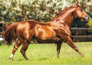 Brisco County Jr, filho de Fisrt Down Dash, de casa nova