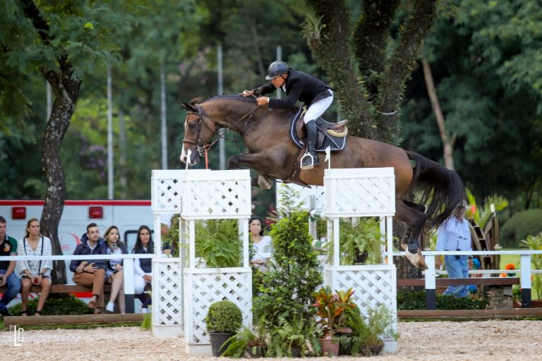 Cavalo sobrevivente a acidente de caminhão vence prova em São Paulo