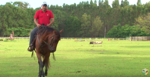 Dedilhar e “descontrair” a boca do cavalo