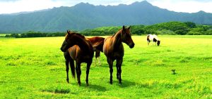 Como saber se meu cavalo está parasitado?