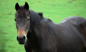 Doenças equinas que podem matar