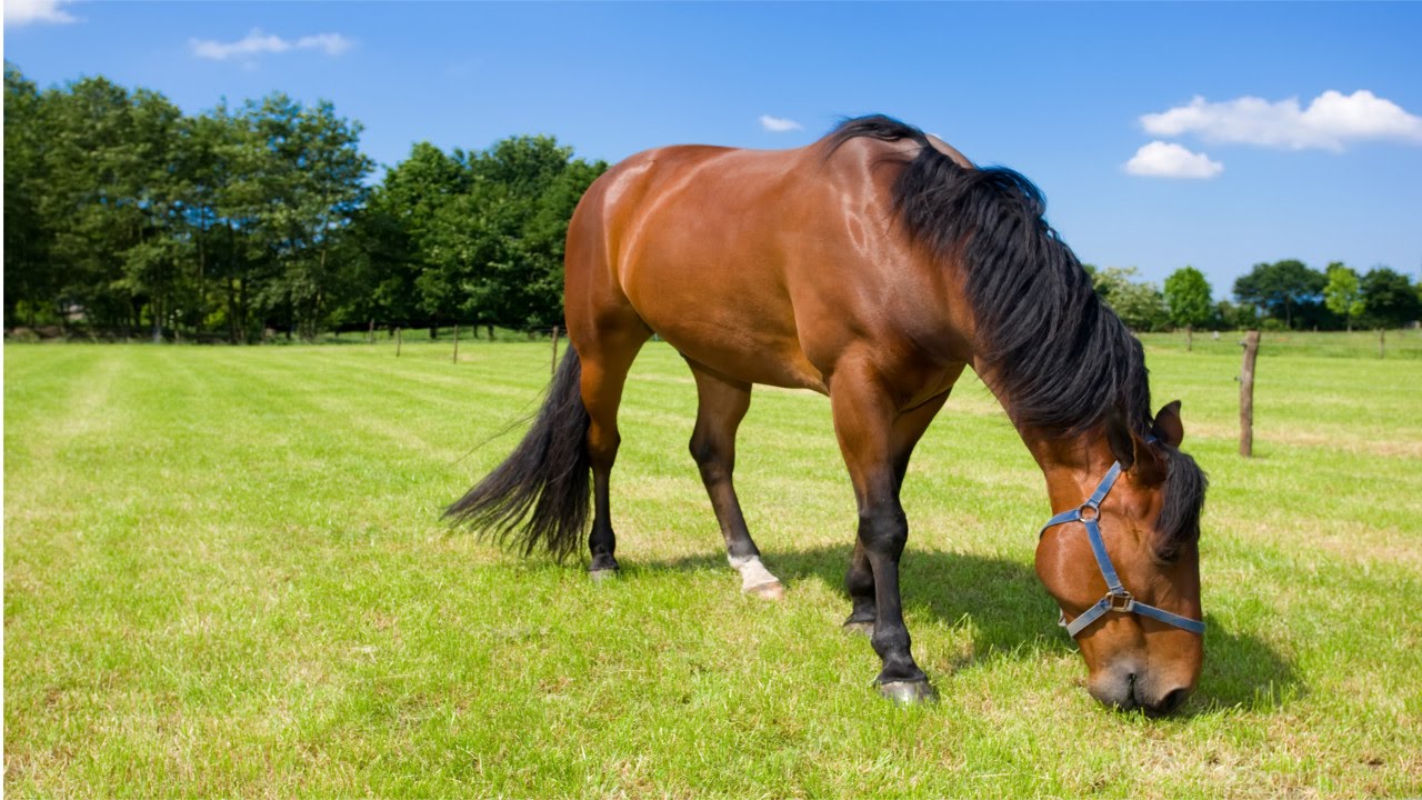 Plantas tóxicas para cavalos - Royal Horse