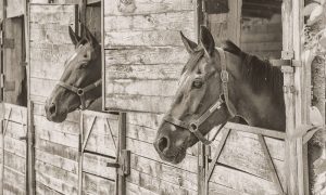 Dez fatos históricos sobre cavalos