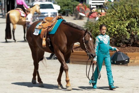 Um bom cavalo