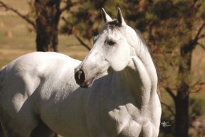 Brasita Moon ZO, eleita a Melhor Reprodutora 2017 no ranking geral ABQM