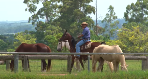 Mais do mesmo, para cavalos recém domados