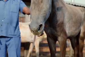 Cavalos com alimentação inadequada estão mais propensos às doenças