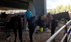 Cinco erros na hora de comprar um cavalo novo