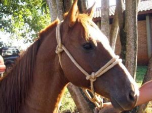 Como corrigir o cavalo que estira