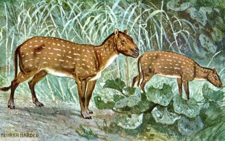 Um gênero extinto, o Eohippus viveu na terra há 50 milhões de anos