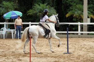 Equitação de Trabalho iniciou uma temporada cheia de novidades