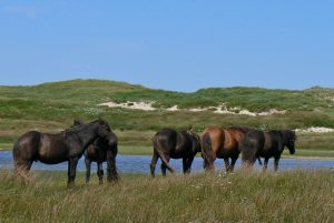 Uma ilha habitada somente por cavalos selvagens?