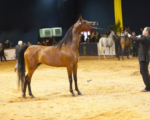 Cavalo brasileiro da raça Árabe vem fazendo história no exterior