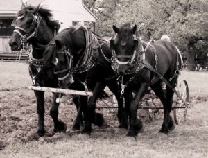 Percheron, uma raça francesa originária da atual comuna de Perche