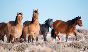 Alguns fatos sobre os Mustangs que você deveria saber