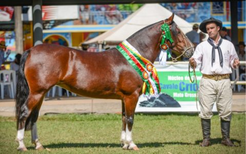 Qualidade marca passaporte do Cavalo Crioulo em Campo Grande