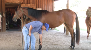 Meu cavalo não deixa pegar nas patas