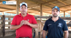 Cascos fracos e quebradiços