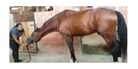 Dicas simples para alongar e alinhar o cavalo!